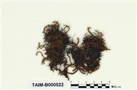 藏品(垂苔)的圖片